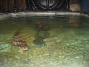 Koh Samui Akvaariossa / 2 esitystä kuuluu hintaan tässä hai allas sormet oli kielletty laittamasta veteen